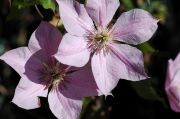 Clematis 'Summerdream'